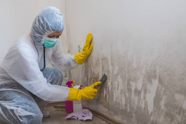 Best Residential Mold Remediation in Manti, UT