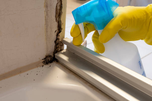 Best Commercial Mold Remediation in Manti, UT