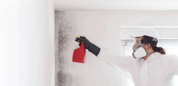 Best Residential Mold Remediation in Manti, UT