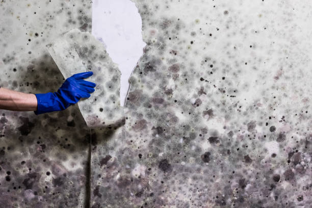 Best Mold Remediation for Specific Building Types in Manti, UT